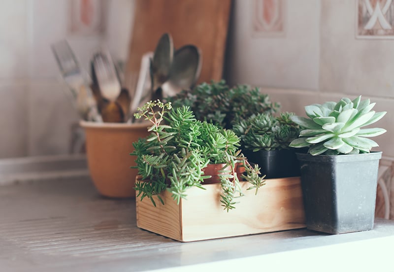 plants-for-ecofriendly-kitchen